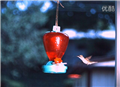蜂鳥(niǎo)運(yùn)動(dòng)攝影